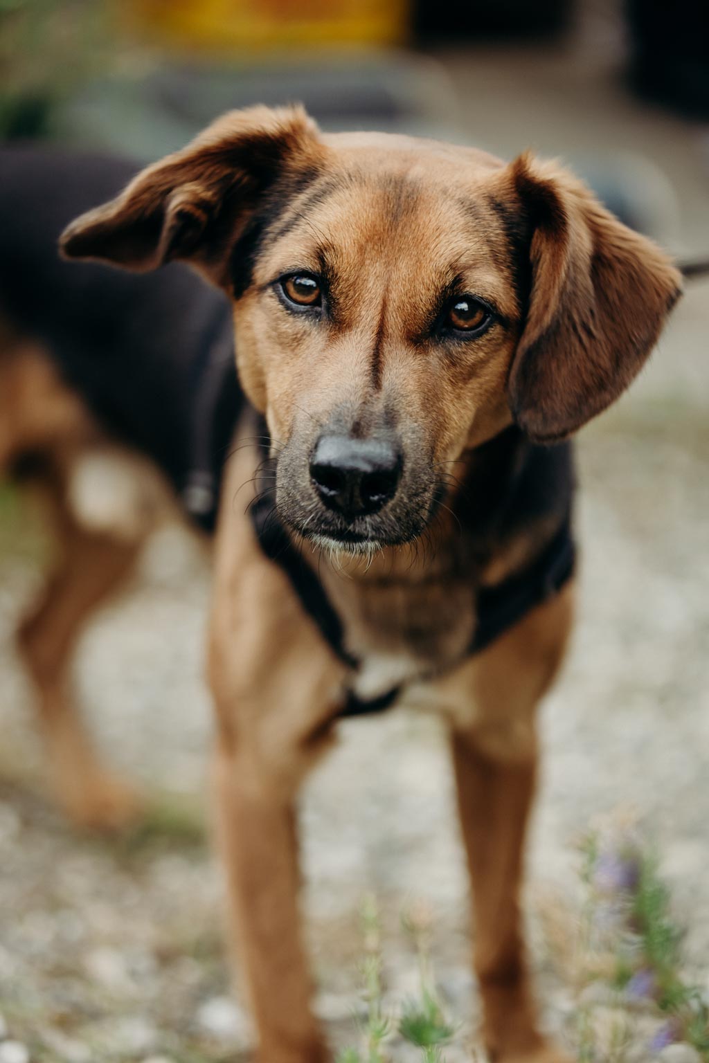 Als Hochzeitsfotograf am Gut Guntrams AnnikaDaniel 018 - Als Hochzeitsfotograf am Gut Guntrams